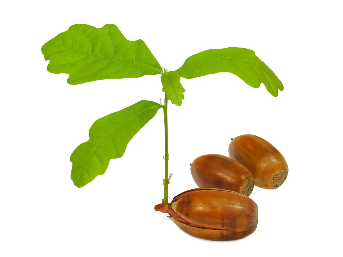 ספלול בלוט אלון