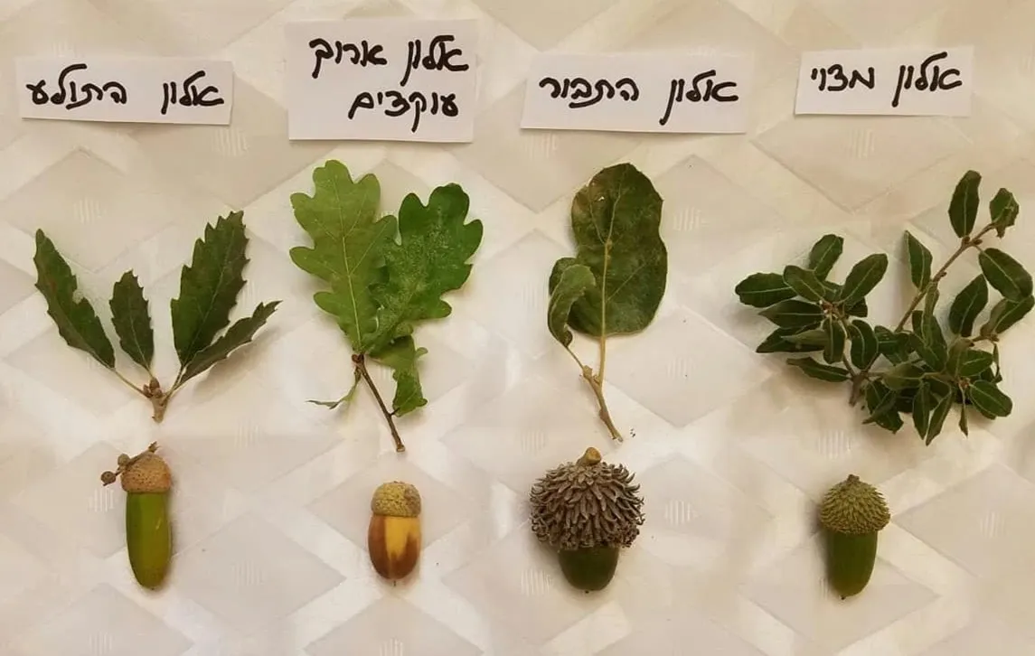 ספלול בלוט אלון