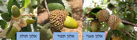 סוגי אלונים ספלולים
